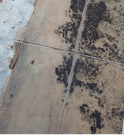 Gemeenteraad Gouda steunt motie voor aanpak schimmelproblemen in huurwoningen