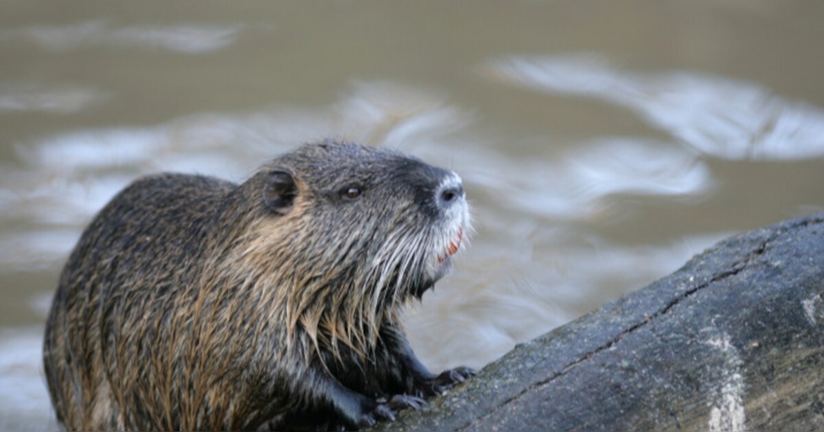 Treinverkeer tussen Groningen en Assen urenlang gehinderd door Bevergang