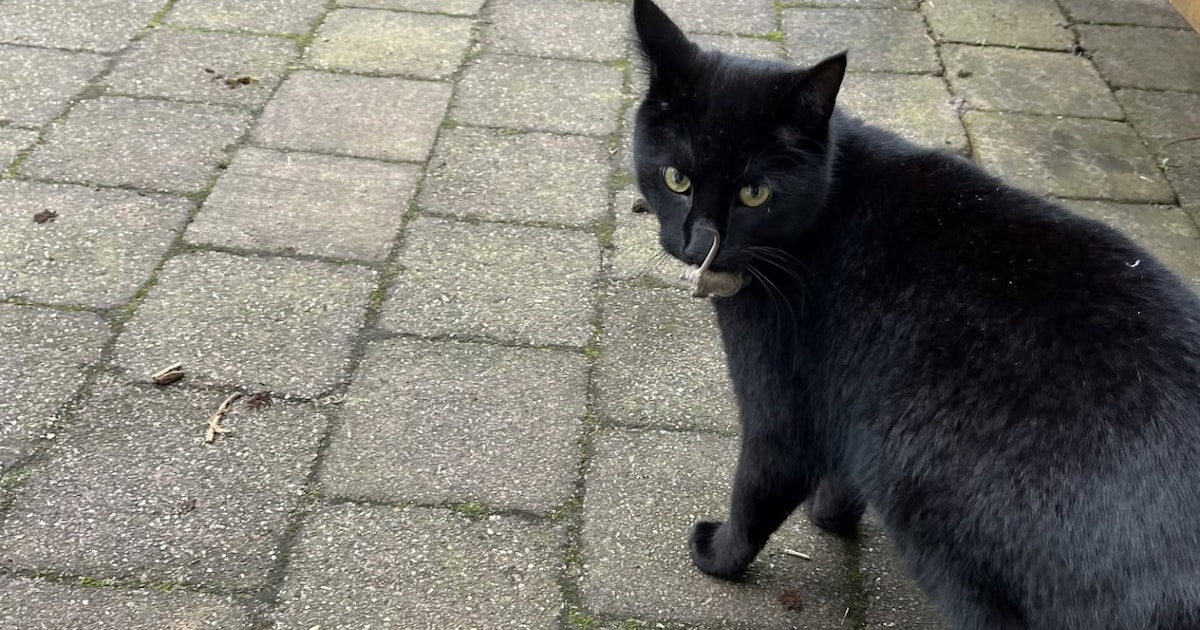 Heb jij Panther gezien? Dit huisdier wordt in Ouder-Amstel vermist