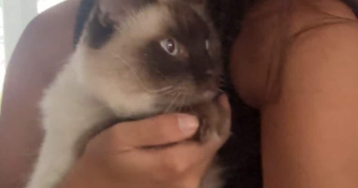 Heb jij Binky gezien? Dit huisdier wordt in Harlingen vermist