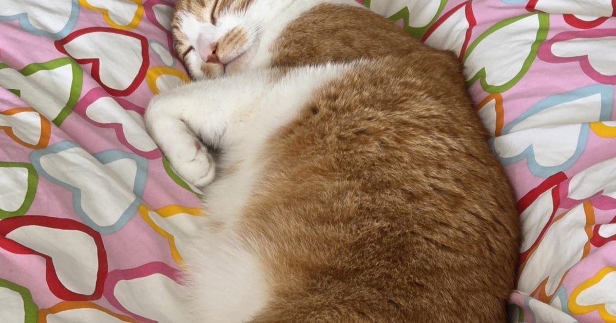 Heb jij Boefie gezien? Dit huisdier wordt in Voorschoten vermist