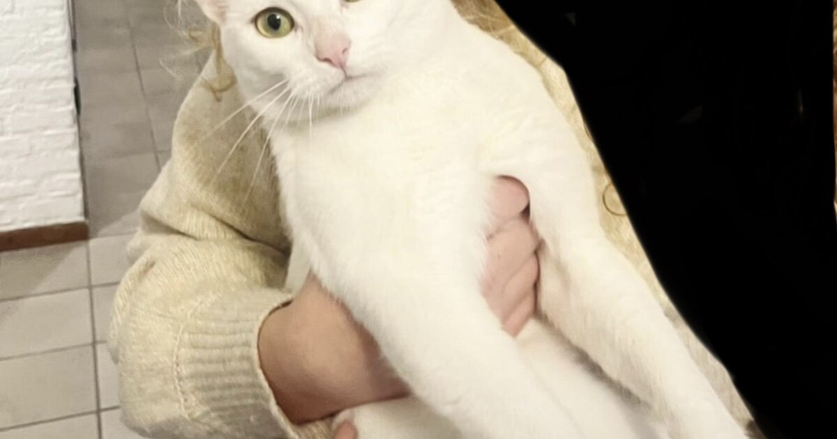 Heb jij Lucy of Lucas gezien? Deze twee huisdieren worden in Leudal vermist
