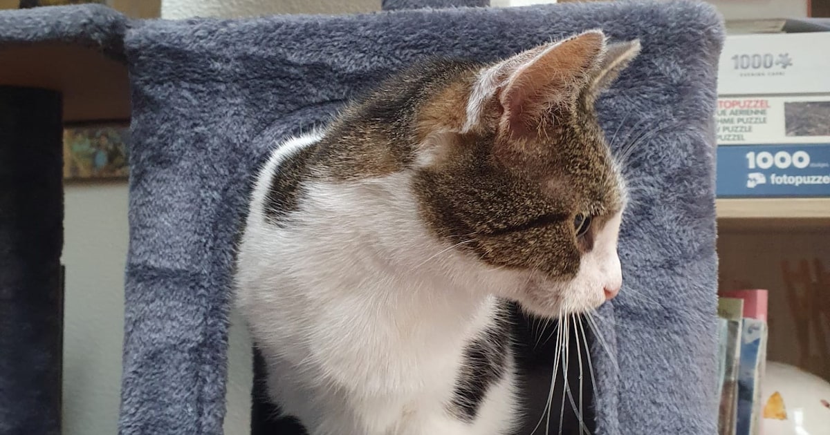 Heb jij Puck gezien? Dit huisdier wordt in Meerssen vermist