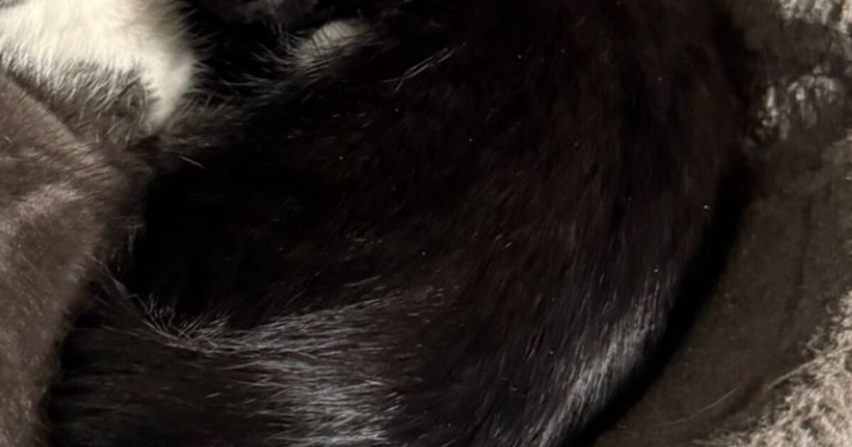 Heb jij Chippie gezien? Dit huisdier wordt in Weststellingwerf vermist