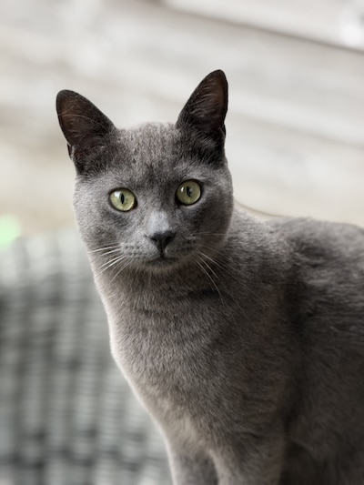 Heb jij Boris, Ibo of Lennox gezien? Deze drie huisdieren worden in Delft vermist