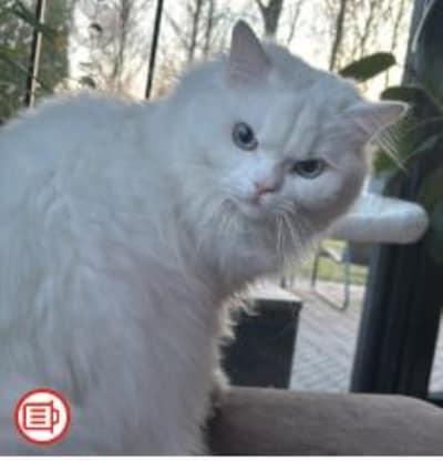 Heb jij TIPI of Mochi gezien? Deze twee huisdieren worden in Oss vermist