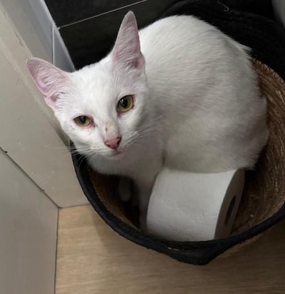 Heb jij Aletta of Snuffie gezien? Deze twee huisdieren worden in Deventer vermist