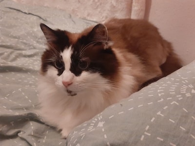 Heb jij Gimy gezien? Dit huisdier wordt in Arnhem vermist