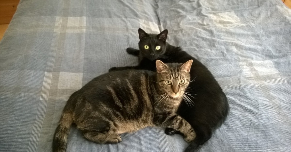 Heb jij Pim, Tibby of Saar gezien? Deze vier huisdieren worden in Ridderkerk vermist