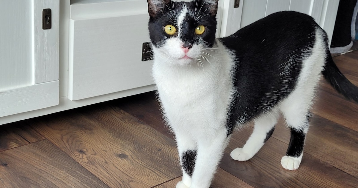 Heb jij Karel of Odyn gezien? Deze twee huisdieren worden in Zuidplas vermist