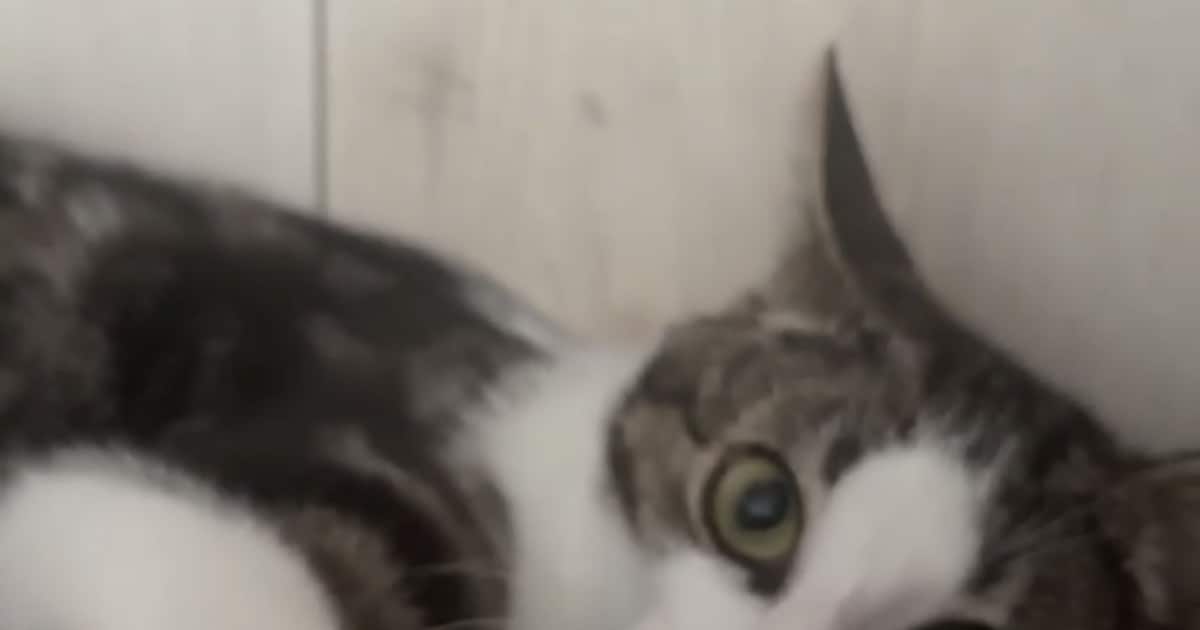 Heb jij Dolf of Iebeertje gezien? Deze twee huisdieren worden in Assen vermist