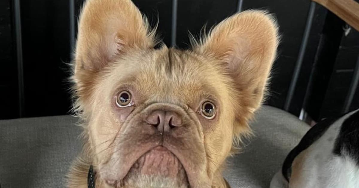 Heb jij Gerrit gezien? Dit huisdier wordt in Opmeer vermist