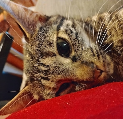 Heb jij Dushi, Kiki of Milou gezien? Deze 13 huisdieren worden in Tilburg vermist