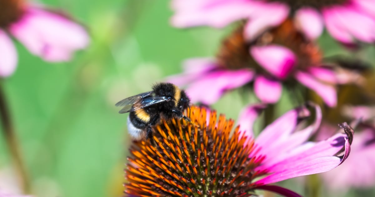 Gemeente Utrechtse Heuvelrug vraagt in Doorn om ideeën voor biodiversiteitsbeleid