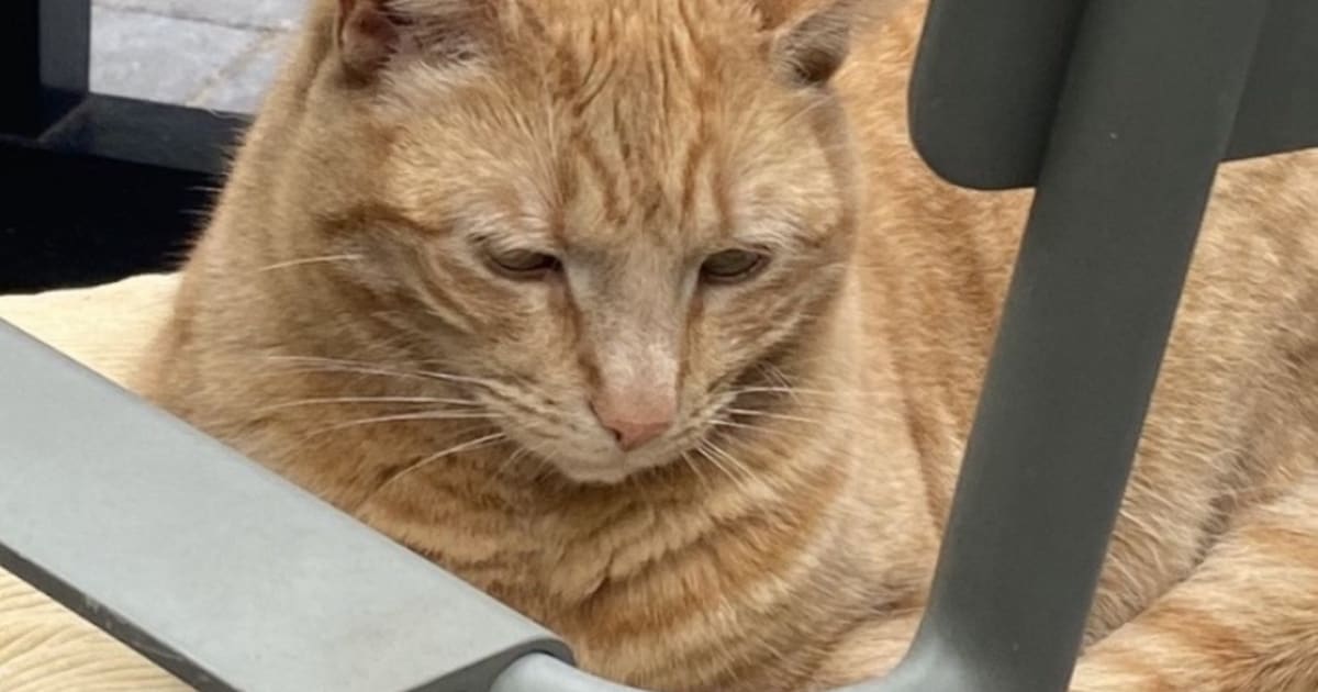Heb jij Maggie gezien? Dit huisdier wordt in Heemstede vermist