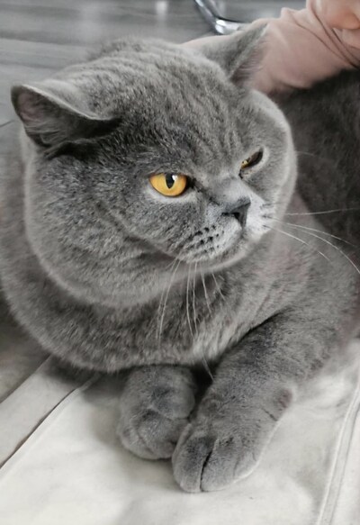 Heb jij Pietje of Simba gezien? Deze twee huisdieren worden in Oss vermist