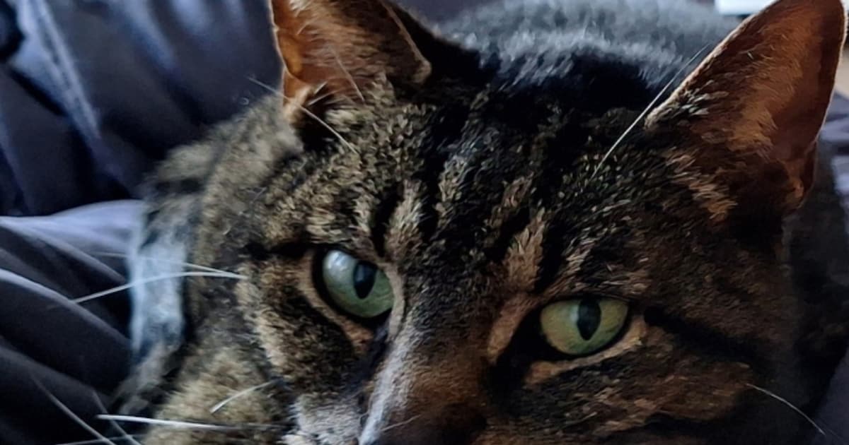 Heb jij Luna of Clyde gezien? Deze twee huisdieren worden in Súdwest-Fryslân vermist