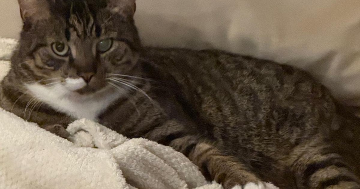 Heb jij Moshi, Poes of Sproet gezien? Deze drie huisdieren worden in Haarlemmermeer vermist