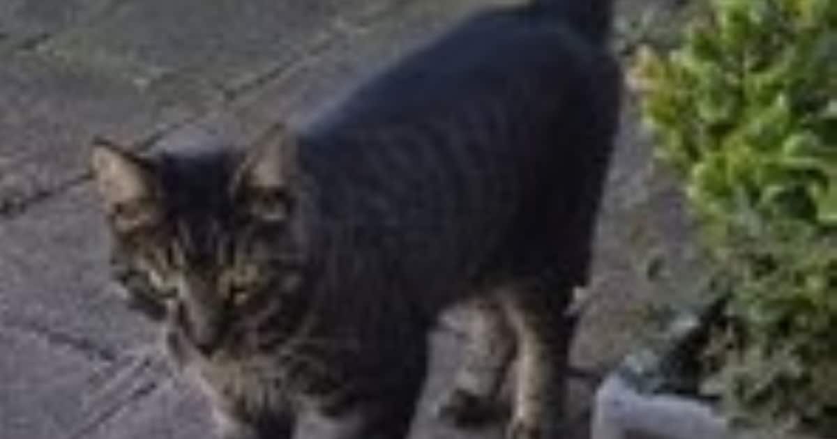 Heb jij Bassie gezien? Dit huisdier wordt in Waddinxveen vermist