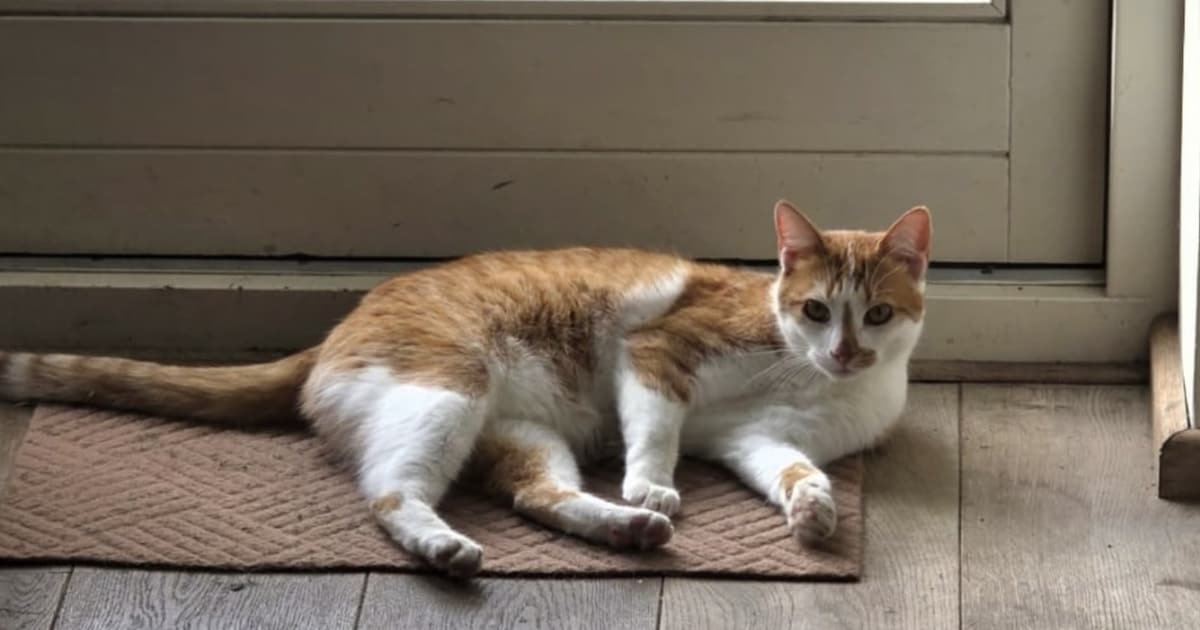 Heb jij Bron of Tutje gezien? Deze twee huisdieren worden in Stein vermist