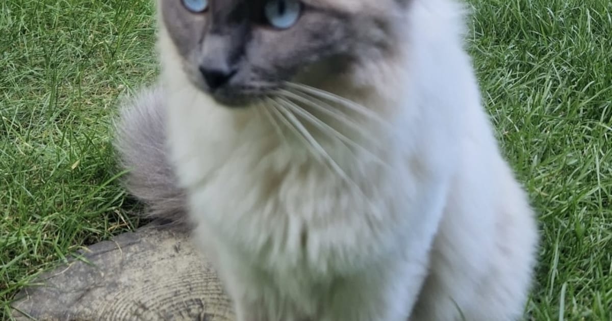 Heb jij Justine gezien? Dit huisdier wordt in Oldambt vermist