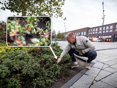 Tientallen ratten onder perkje voor de Primark: wij voeren ze zelf, met vogelzaad en hele boterhamme
