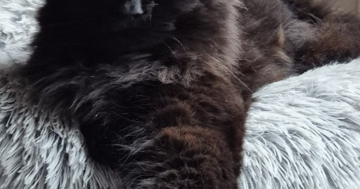 Heb jij Bali of Grote Poes gezien? Deze twee huisdieren worden in Stede Broec vermist