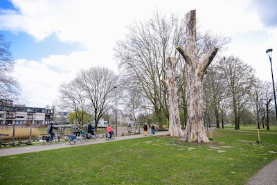 Van dode bomen tot ontmoetingsplek: Veghel werkt aan inclusiemonument