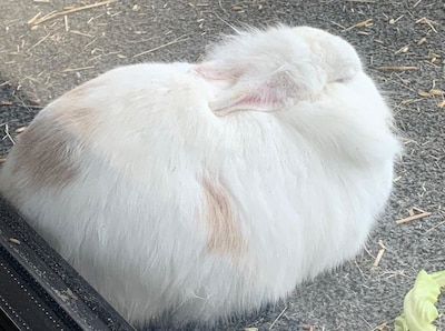 Heb jij Puck gezien? Dit huisdier wordt in Wijchen vermist