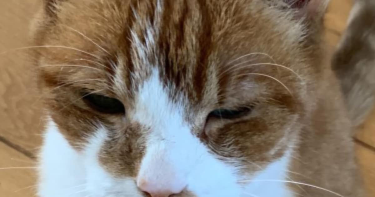 Heb jij Odi gezien? Dit huisdier wordt in Heiloo vermist