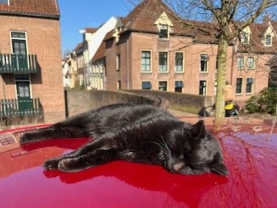 Ze heten Stompje, Cooper en Witte Reus, en de hele buurt is gek op ze