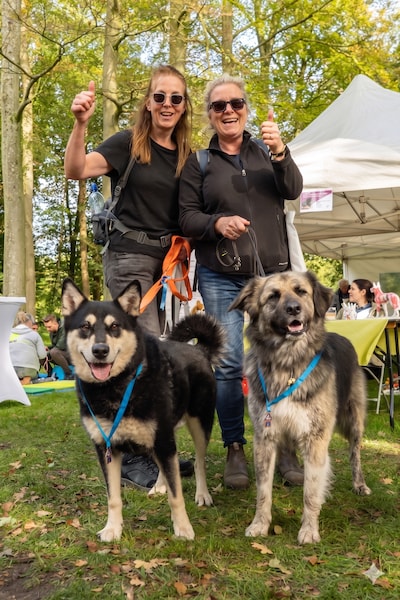 Honden wandelen voor soortgenoten in Ewijk