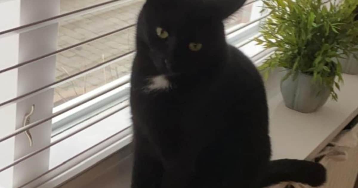Heb jij Guus gezien? Dit huisdier wordt in Ameland vermist