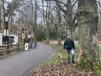 Opnieuw klinkt kettingzaag in het Philips de Jonghpark: ‘Pijnlijk, maar deze dode bomen moeten om’