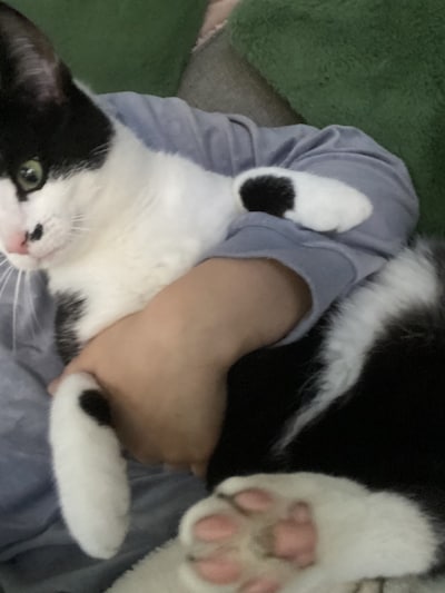 Heb jij Termi, Antar of Bliksem gezien? Deze drie huisdieren worden in Etten-Leur vermist