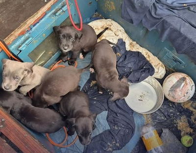 Verwaarloosde puppy’s zaten in eigen urine, gechoqueerde rechter veroordeelt fokker