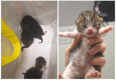 Drie gedumpte kittens in Asten maken het goed, dierenambulance reageert: ‘Achterlaten van dieren mag