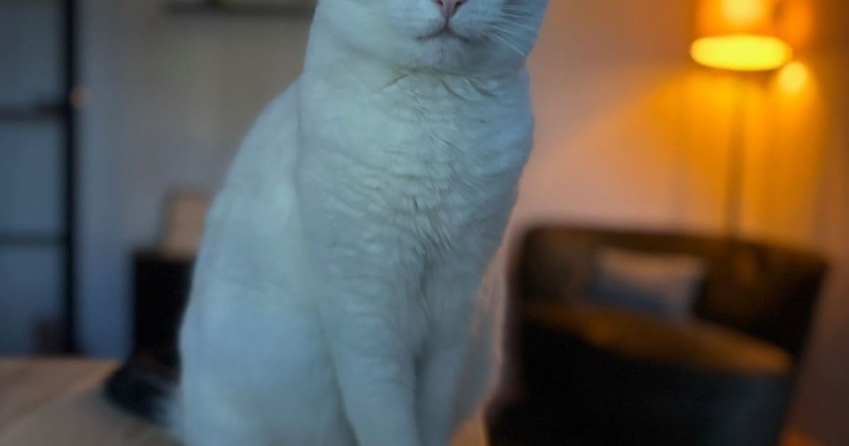 Heb jij Jackie gezien? Dit huisdier wordt in Veendam vermist