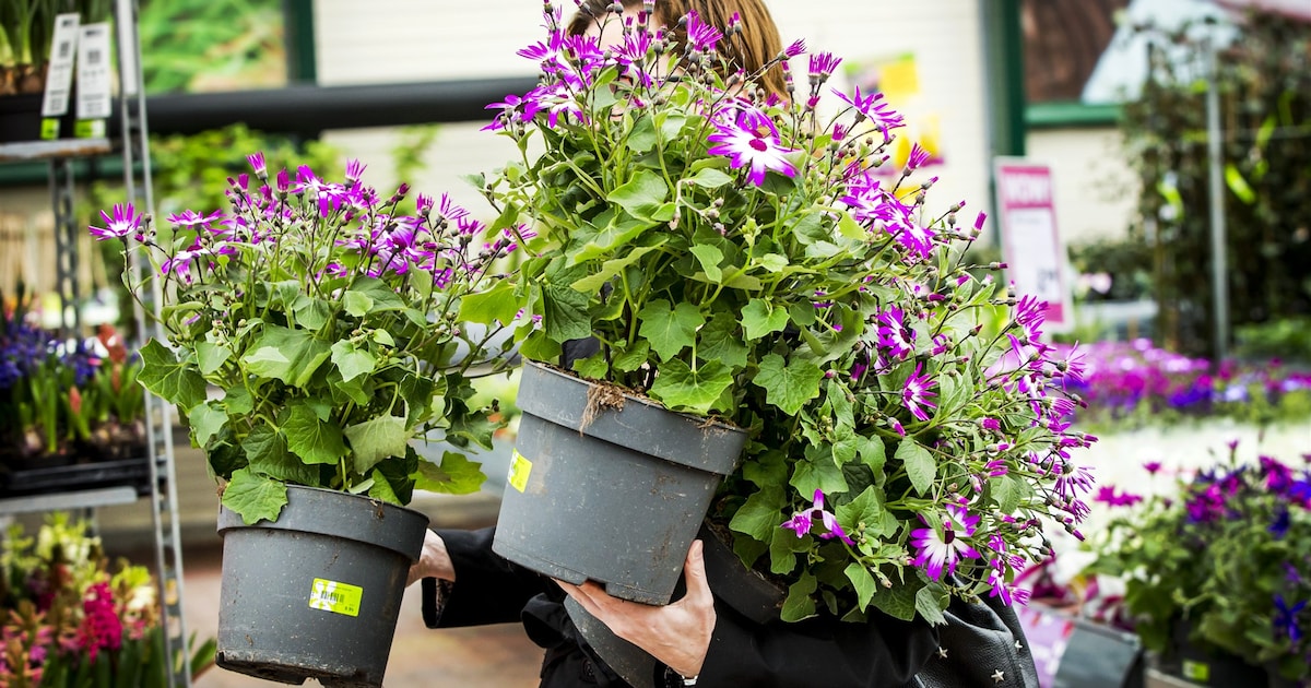 Tegel eruit, groen erin: hier in de buurt van Haarlem haal je twee gratis planten voor je tuin