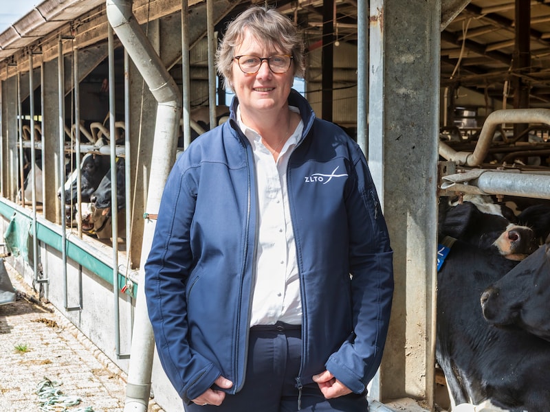 Boeren woedend over intrekking vergunningen pluimveehouders: &lsquo;Dit kan niet waar zijn&rsquo;