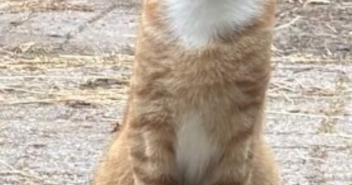Heb jij Rusty gezien? Dit huisdier wordt in Borger-Odoorn vermist