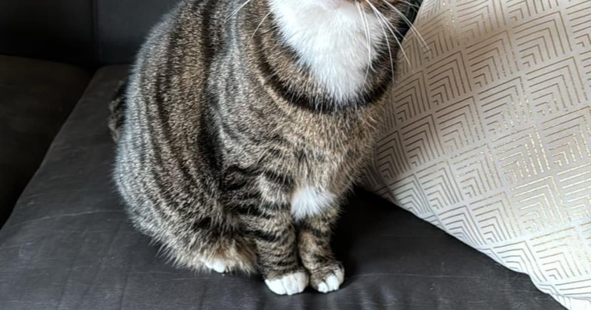 Heb jij Whiskey gezien? Dit huisdier wordt in Alblasserdam vermist
