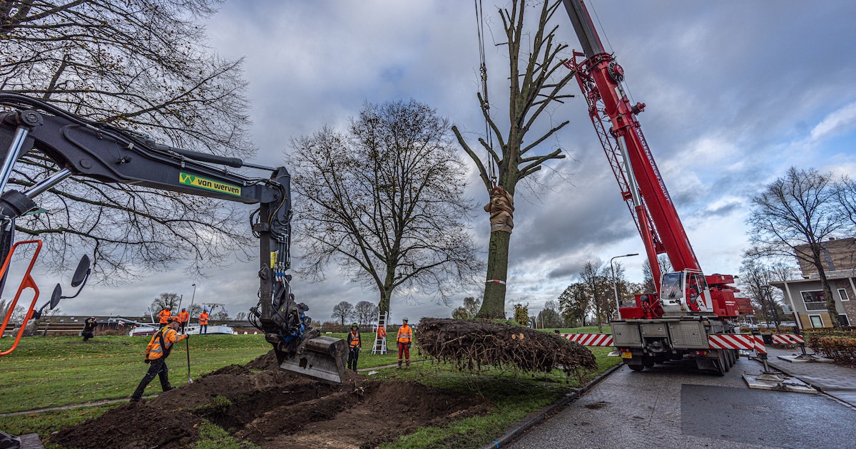 Bomen worden verplaatst aan Klaarstraat in Ospel