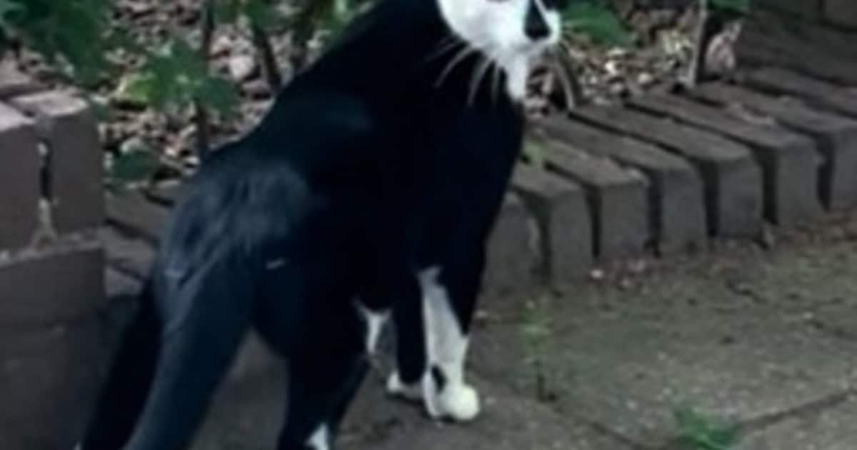 Heb jij Oskar of Niel gezien? Deze twee huisdieren worden in Bunnik vermist