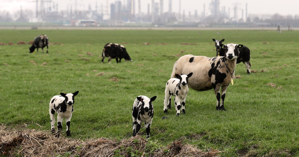 Wandeling in Simonshaven: vogels spotten en verhalen over oude haven