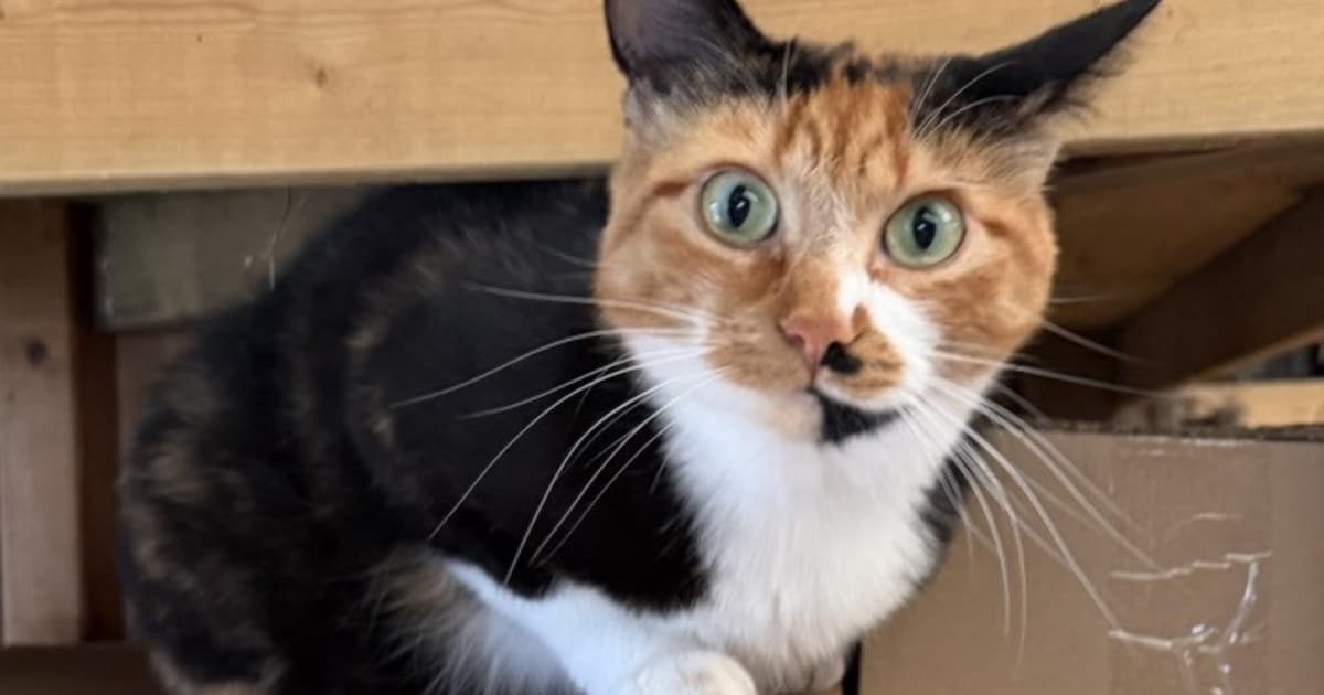 Heb jij Kuro of Kaatje gezien? Deze twee huisdieren worden in Wijdemeren vermist