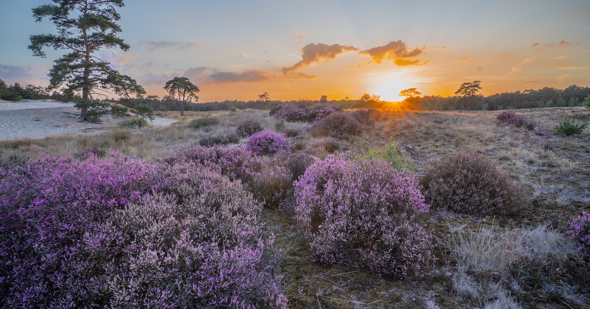 Wandeling door stuifduinen en heide Kaatsheuvel