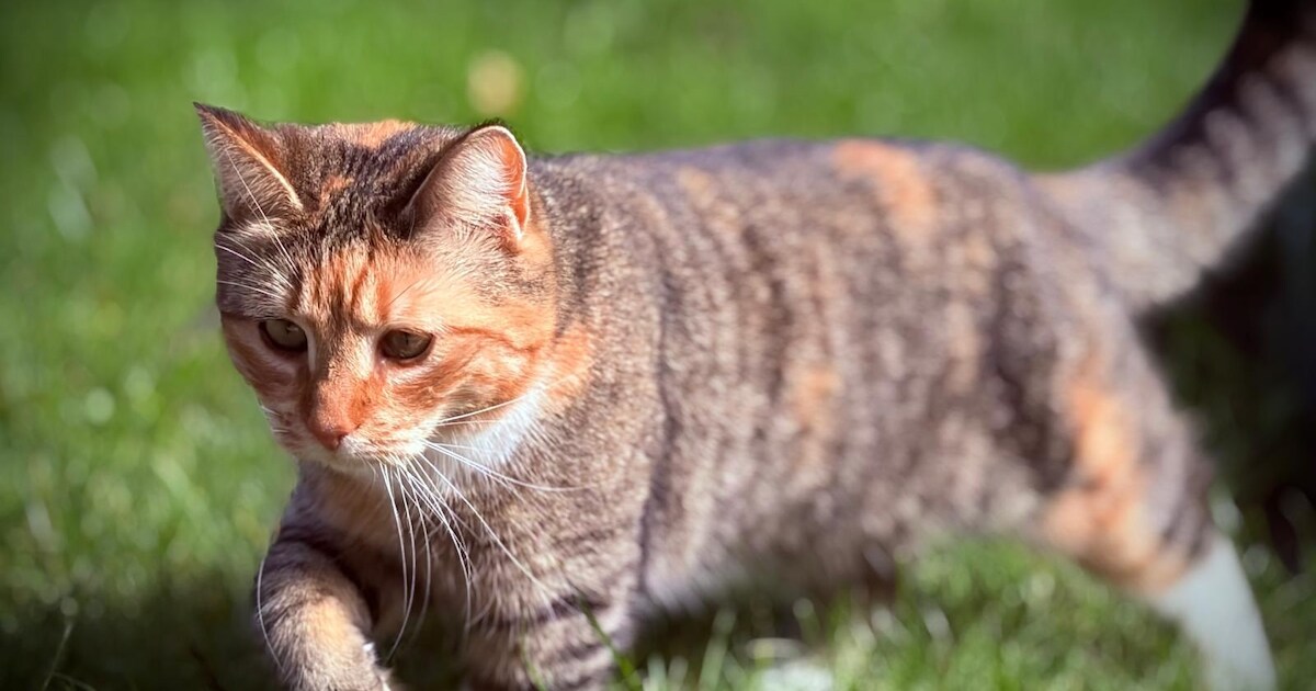 Heb jij Luzie, Lotje of Cleo gezien? Deze vijf huisdieren worden in Bloemendaal vermist