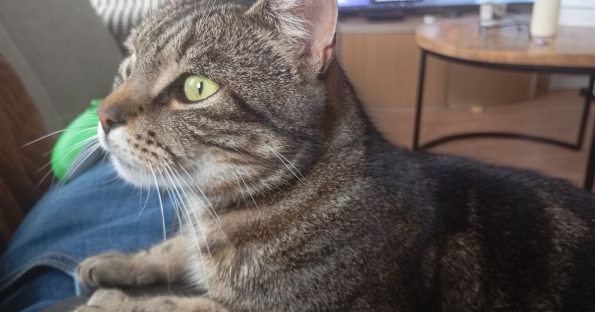 Heb jij Loki gezien? Dit huisdier wordt in Woudenberg vermist
