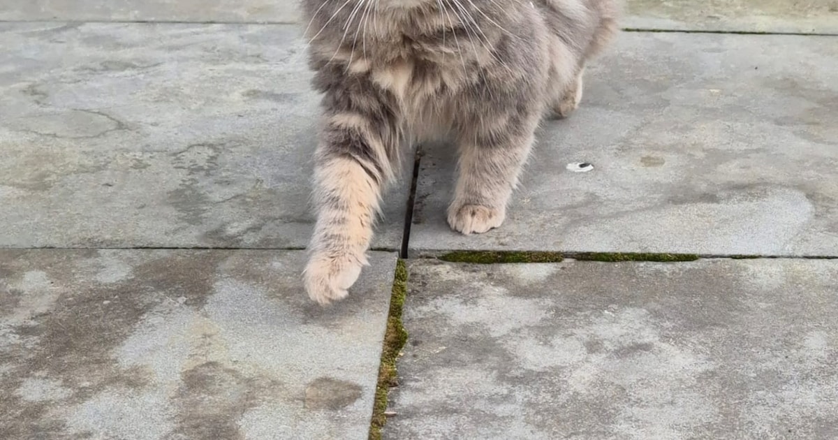 Heb jij Lily of Bum dc 59198 gezien? Deze twee huisdieren worden in Heemskerk vermist